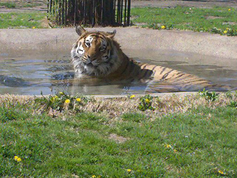 Orange Tiger at the Great Bend-Brit Spaugh Zoo